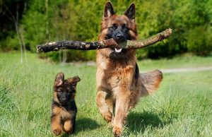 Учеными ПНИПУ разработана «умная» система для кормления собак