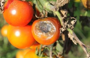 Болезни томатов: полное описание, причины, методы лечения и эффективные профилактические меры