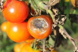 Болезни томатов: полное описание, причины, методы лечения и эффективные профилактические меры