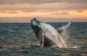 Горбатые киты научились использовать водоросли как мочалки для очистки кожи
