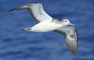 Полосатый буревестник попал в тайфун и нечаянно отправился в путешествие длиной 1200 км