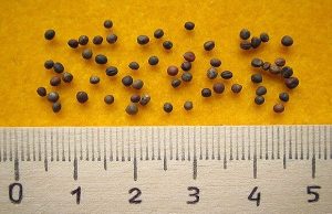 Семена капусты: виды, как выбрать и правильно посадить