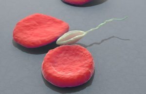 Паразит Leishmania открывает путь к созданию ненаркотических обезболивающих