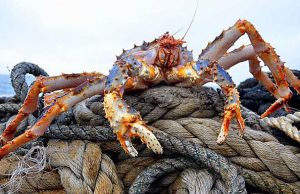 Ученые РАН обнаружили в гепатопанкреасе крабов полезный пептид