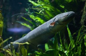 Удар электрического угря способен переносить гены внутрь окружающих существ