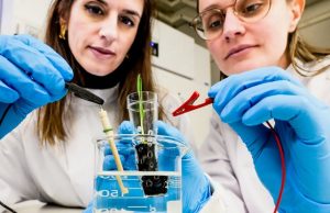 Электропроводящая почва eSoil увеличивает рост растений на 50%