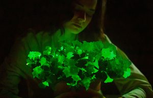 Компания Light Bio выпустила в свободную продажу светящиеся домашние растения