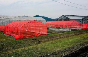 Никто не знает почему, но красные сетки защищают растения от насекомых лучше любых других