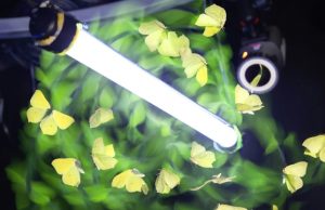 Свет не привлекает насекомых — он просто сбивает с толку их внутренний навигатор