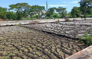 В России разработан биопрепарат, разлагающий отходы пальмового производства