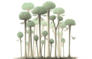 Деревья самого древнего леса планеты размножались, ломая себя на части