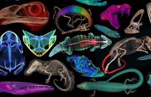 Уникальный 3D-музей oVert покажет 13 тысяч животных изнутри