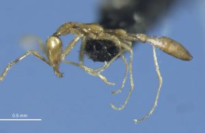 Новый вид жутковатых муравьев назвали в честь Волдеморта