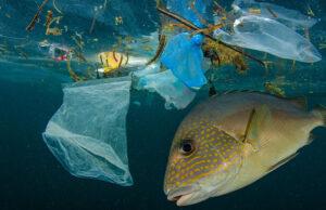 Томские биологи нашли способ извлечения пластика из рыбы