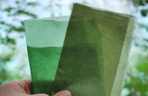 Челябинский студент изобрел биоупаковку из водорослей