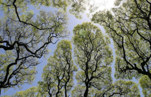 Деревья по всему миру начинают «кашлять», потому что не справляются с избытком СО2