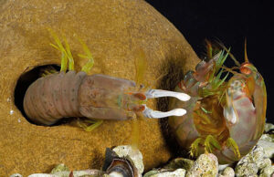 Креветки-богомолы: как защититься от удара, имеющего силу пули