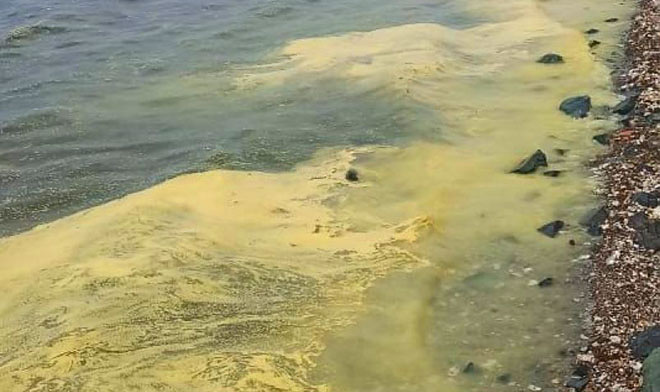 Специалисты ДВО РАН разобрались с желто-зеленой водой в Приморье 