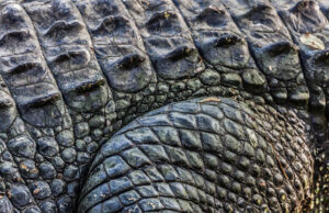 Ученые нашли самую древнюю окаменевшую кожу в мире