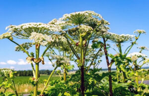 В Перми предложили получать полезные вещества из борщевика