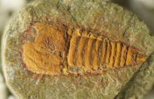 Эта окаменелость возрастом 500 млн лет — самый древний предок современных пауков