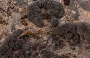 Ученые нашли идеальное растение для колонизации Марса