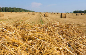 В Казани разработана методика изготовления биотоплива из соломы