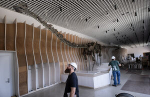 В музее Лос-Анджелеса выставили останки единственного в своем роде динозавра с зелеными костями