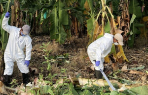 Инфекция фузариоза снова угрожает бананам полным уничтожением