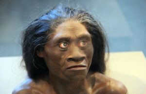 Знаменитые хоббиты острова Флорес произошли от еще более миниатюрных людей