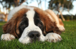 Собаки чувствуют стресс своих хозяев и превращаются в пессимистов