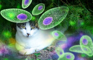 Опасного паразита токсоплазму адаптируют для доставки лекарств в мозг