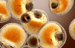 Новый вид жировых клеток занимается бесполезной работой ради сжигания лишней энергии