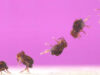 Крошечный жучок Dicyrtomina minuta умеет делать самое быстрое сальто в мире