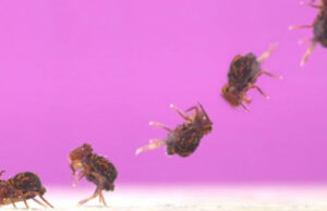 Крошечный жучок Dicyrtomina minuta умеет делать самое быстрое сальто в мире