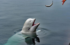 Новые подробности гибели «кита-шпиона» Хвалдимира: похоже, его застрелили