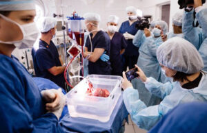 Новосибирские ученые придумали, как дольше сохранять донорские органы