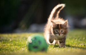 Почти половина кошек хочет, чтобы вы поиграли с ними в «мячик»