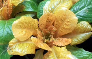 Ученые вывели «золотой салат», который содержит в 30 раз больше витаминов