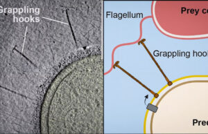 Бактерия-пират атакует цели маленькими клеточными пушками и абордажными крючками