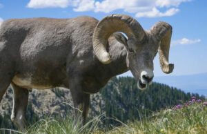 Американский фермер получил тюремный срок за клонирование гигантского барана