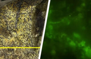 Ученые нашли живые микроорганизмы в камне возрастом 2 миллиарда лет