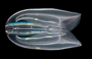 Раненые гребенчатые медузы ради спасения срастаются в единый организм