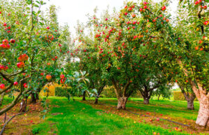 В НГАУ разработают препараты, защищающие растения от вредителей