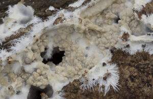 Странный грибок демонстрирует признаки базового интеллекта