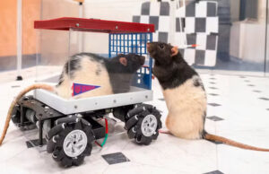 Лабораторные крысы оказались заядлыми автогонщиками