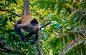 Употребление алкоголя оказалось весьма популярным в дикой природе