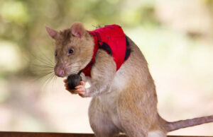 Гигантские крысы со звуковыми жилетками станут ночным кошмаром контрабандистов