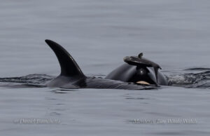Косатки вновь начинают носить «шапочки» из мертвых лососей — как 40 лет назад