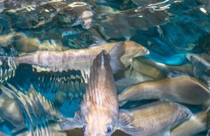 В Норильском промышленном районе обнаружены ценные породы рыб